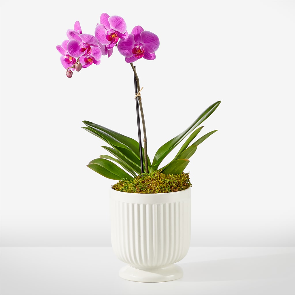 Friendly Fuchsia Orchid – PETAL & VINE DESIGN INC, Portage IN