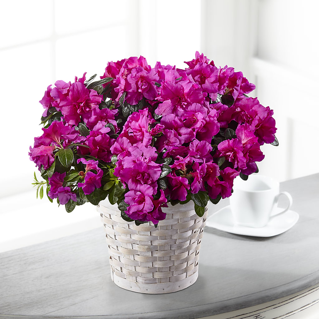 Hope & Serenity Azalea Plant – PETAL & VINE DESIGN INC, Portage IN