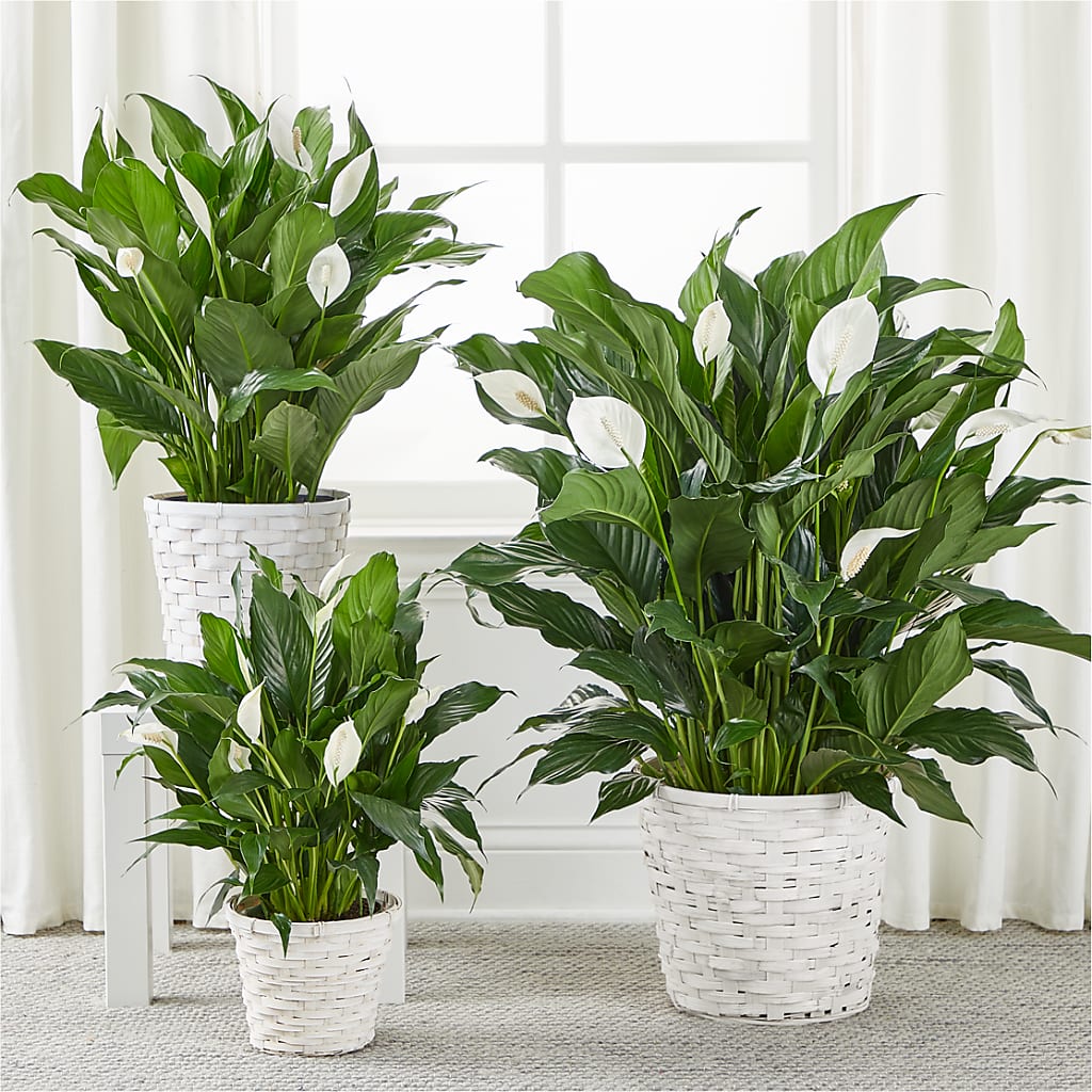A New Leaf Peace Lily – PETAL & VINE DESIGN INC, Portage IN